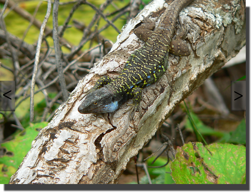 Gallotia galloti eisentrauti